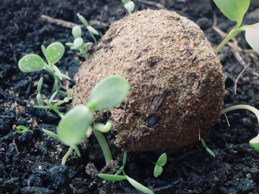 Seedballs Urban Gardening Gorilla Gardening Seedballs Set DIY KURTS.ch