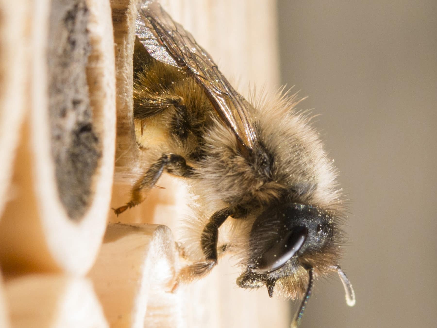 Beehome Classic Wildbiene&Partner Wildbienen Geschenkset mit Pflegeticket KURTS.ch