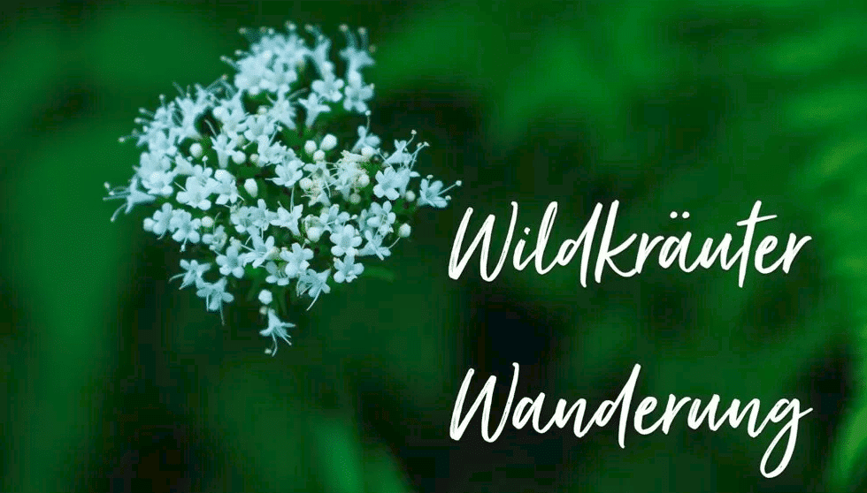Blog KURTS.ch Wildkraeuter Wanderung Visitlocals