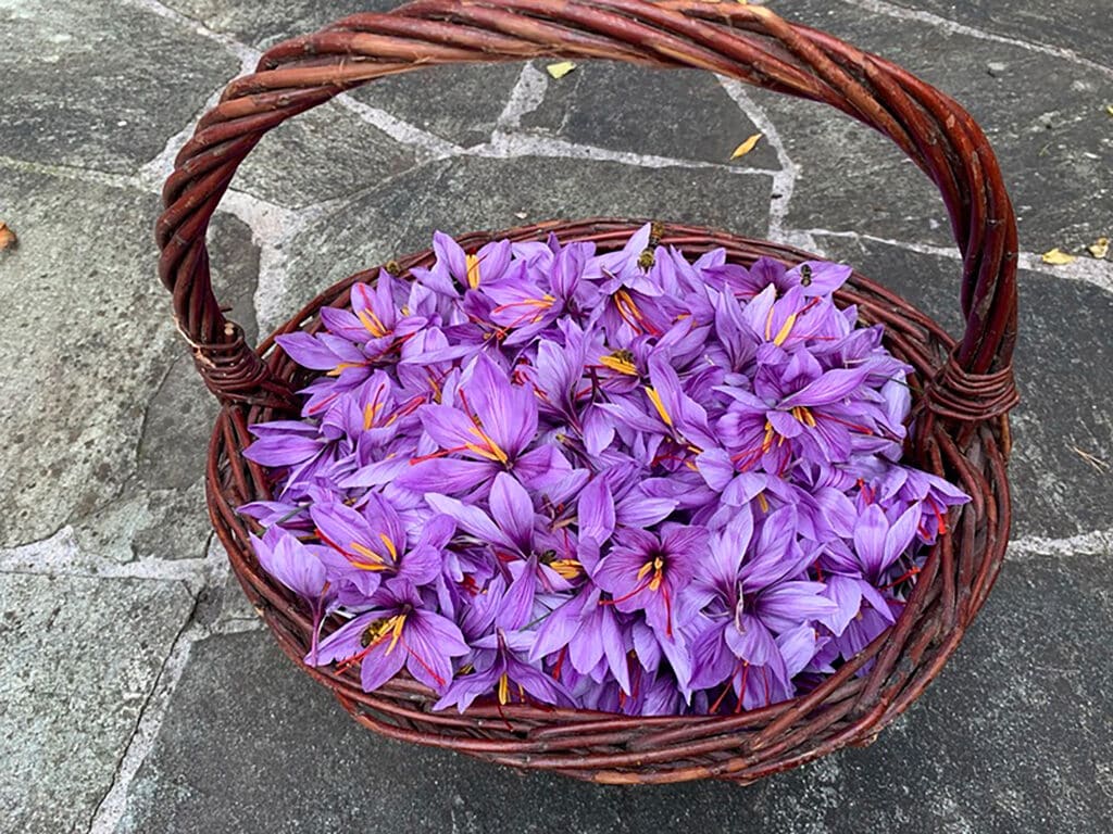 Schweizer Geschenke Schweizer Produkte Schweizer Safran aus der Surselva im Buendnerland Safranblueten Safranfaeden Safrannarben